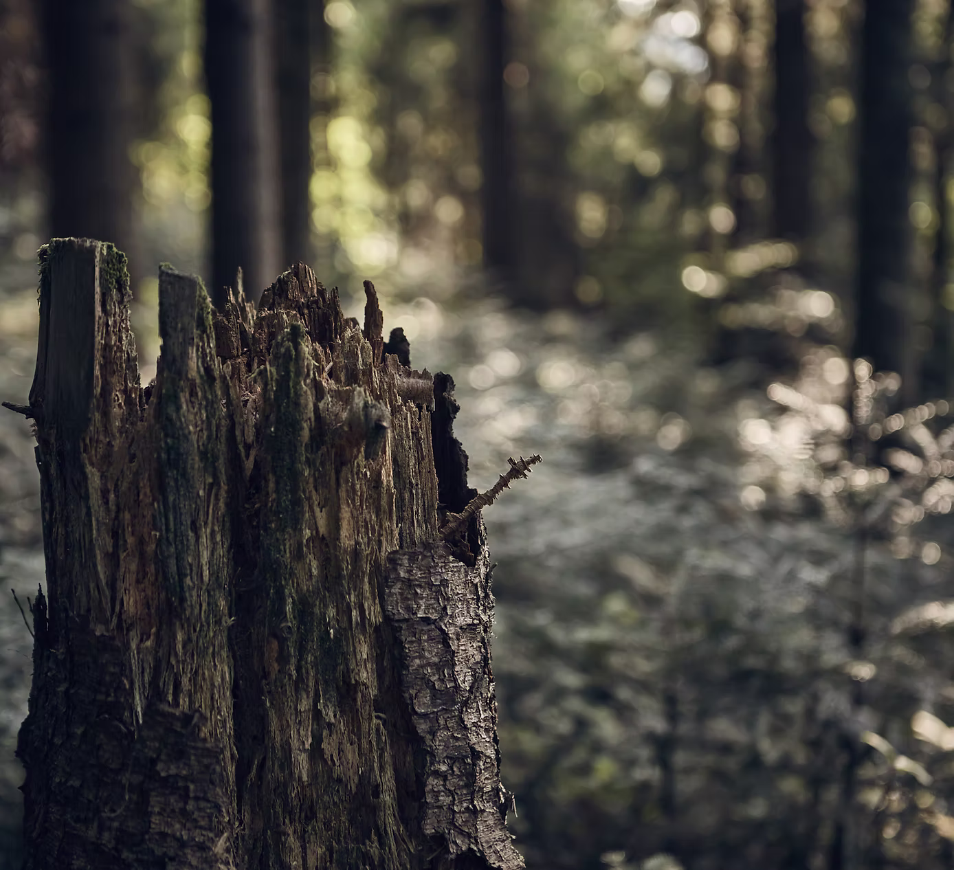 Umwelt & Naturraum